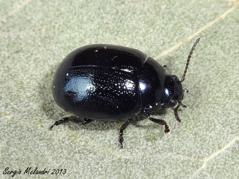 Identificazione: Chrysolina haemoptera (cf.)